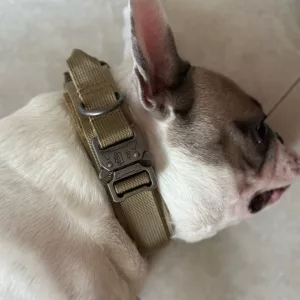 Guler tactil pentru câini cu cataramă metalică primit de la clientul T****e.
